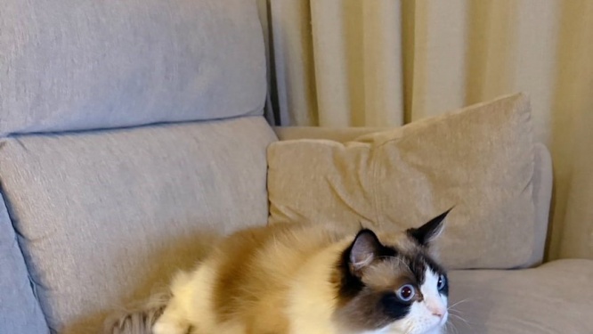 深夜2時、リビングから聞こえた〝謎の音〟　正体を確かめに行くと...まさかの状況に3.4万人驚がく