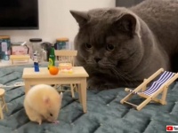 「お招きありがとう！」ハムスターのと猫のほんわかまったりティータイム