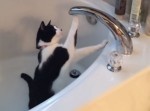 「あれ、水は？」喉が渇いて蛇口をタップし続ける猫がかわいい