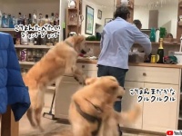それぞれのスタイル。2匹の犬におけるご飯食べたいダンスの違いが面白い