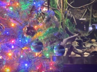 デンキウナギの放電でメリークリスマス！