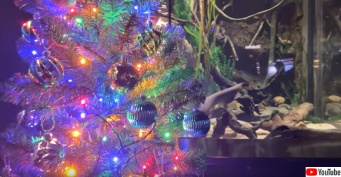 デンキウナギの放電でメリークリスマス！