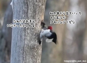 出ていってもらおうか。巣を盗んだムクドリをクチバシで引きずり出すキツツキ