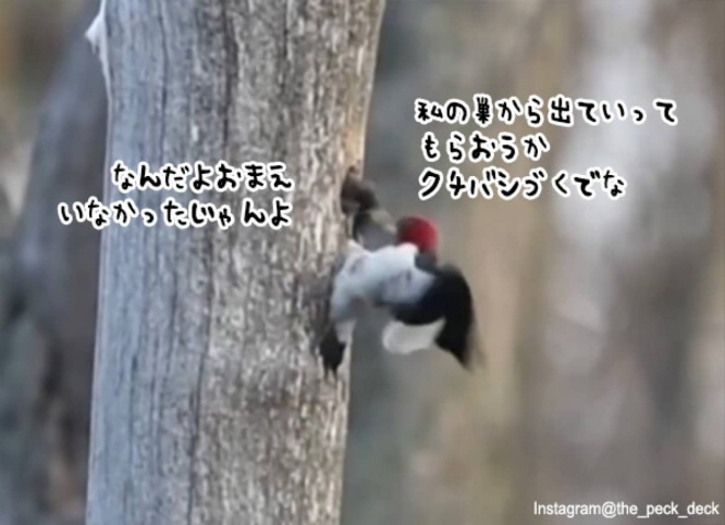 出ていってもらおうか。巣を盗んだムクドリをクチバシで引きずり出すキツツキ