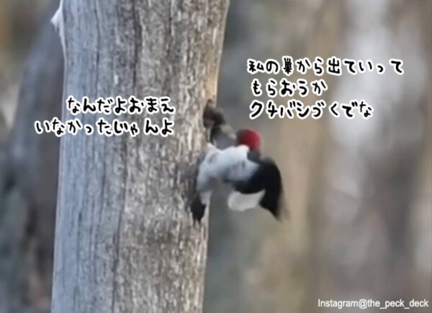 出ていってもらおうか。巣を盗んだムクドリをクチバシで引きずり出すキツツキ