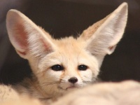 フェネックのかわいさ極まれり。飼い主さんの帰宅に大はしゃぎのフェネック