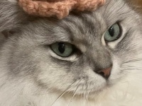 頭に〝ウンチになったモノ〟乗せられこの表情　シュールな光景に1.9万人瞠目「ウンチ乗っててもかっこいい」