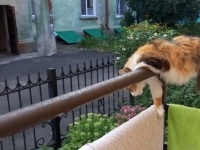 ギリッギリやないけ！バルコニーの手すりの上で寝る猫の身体能力