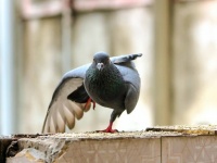 鳩の賢さを侮るなかれ。彼らはAIと同じように学習し問題解決することができる