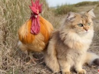 猫が雄鶏を誘って旅に出た？ニワトリと猫の仲良し道中に密着してみた