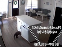 監視カメラから「そこから出なさい！」と命じられた猫、あれさえなければと暴挙にでる