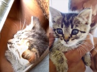 はじめて猫の仮里親ボランティアをやってみた男性、すぐに恋に落ちて永遠の家族に迎え入れた