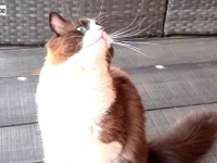 猫の肢体の魅力を余すことなく伝えよう！ラグドールたちの動きをスローモーションで撮影してみた