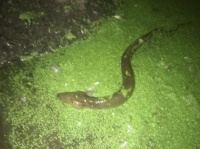 何目的？生きたウナギを100匹以上を公園の湖に放流した男（アメリカ）
