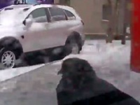 【動画】飛ぶより楽じゃね？車に無賃乗車することを覚えた鳩、エスカレーターに乗る鳩、そして回る・・・