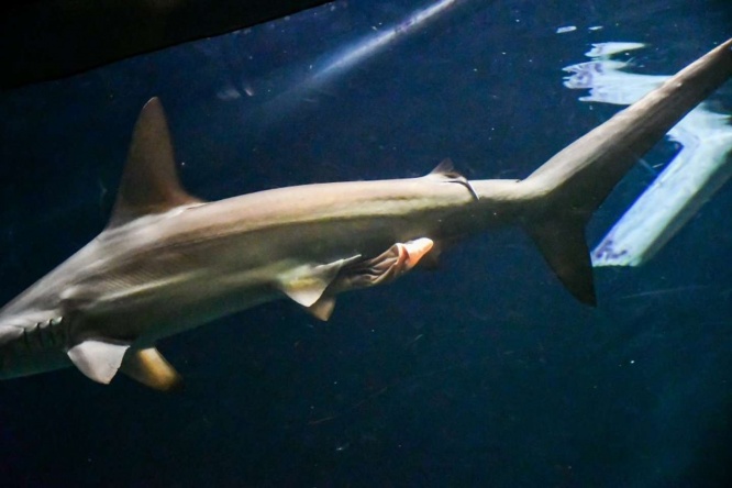 初めて遭遇した「腸洗い」（画像提供：夢海＠604魚種食べた人(＠YUMEUMI27)さん）