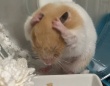 どしたん？話聞こか？　見るからに悩んじゃってる〝頭抱えハム〟に1.8万人もん絶