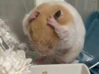 どしたん？話聞こか？　見るからに悩んじゃってる〝頭抱えハム〟に1.8万人もん絶