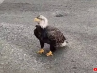 えっ、ハクトウワシが鈴なりに？ゴミ捨て場に群がるハクトウワシ（食事中は閲覧注意）