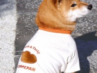 犬の背中で〝コッペパン〟が作れちゃう　最高デザインの犬服に14万人熱狂「とてつもなく欲しい」