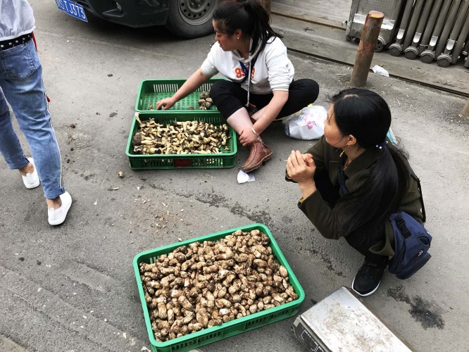 kinoko-china27