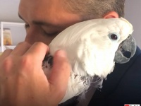 飼い主の死後、深い悲しみから毛を引きちぎり、歌うのをやめたオウム。ある男性との出会いで鳥生を取り戻す
