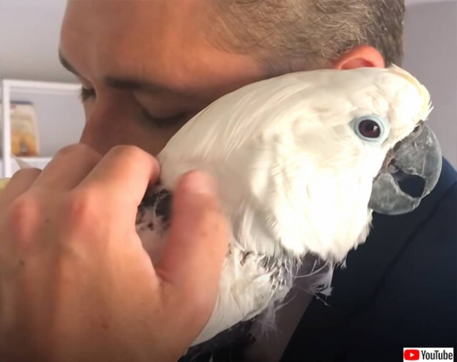 飼い主の死後、深い悲しみから毛を引きちぎり、歌うのをやめたオウム。ある男性との出会いで鳥生を取り戻す