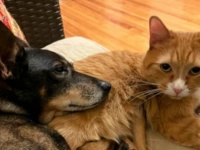 ニンゲン怖い！と頑なに心を開かなかった保護猫、同居犬との出会いでハッピーキャットに大変身