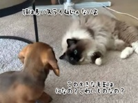 猫は悪いスライムじゃないよ。新たに家族となった子犬に近づき、親愛の証を見せる猫