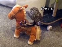 乗りこなしてるぜ。フクロウの乗馬のバランス感覚のすばらしさったら！ちょっとシュールだけど
