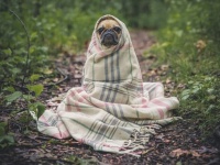 愛犬は本当に幸せなのか？専門家が教えてくれた、愛犬を理解するための10のチェックリスト