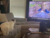 高画質も考えもの。だって猫が飛び込んでいっちゃうんだぜ？