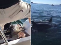 わずか40秒の間にアザラシとシャチの大群がやってきた！ボートが海の生き物たちに完全制圧される
