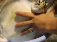 〝子ガメの体重測定〟が激しすぎて「かわいい」「ジワる」　三重・道の駅ウミガメ公園のポストに10万人破顔