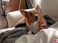 愛犬のおねだりに終わりはない？撫でてほしくて「ブンブン」言っちゃうコーギーが可愛い（ヘッドホン推奨）
