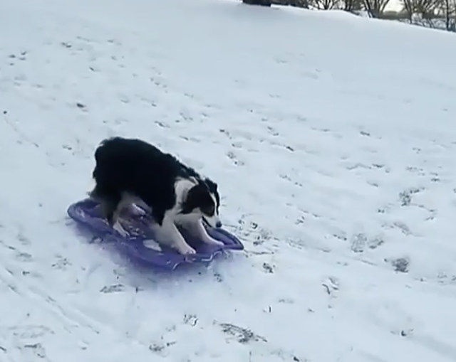 sled-dog