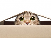 シュレーディンガーの猫を救出する方法がついに判明か？（米研究）