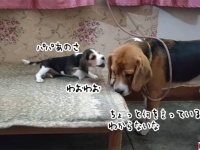 パパ、あのね？「フムワン」犬の父親と娘が何やら会話中