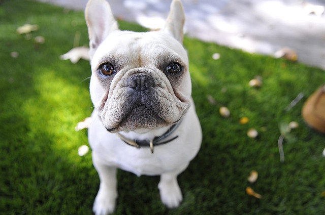 画像はイメージです（halahmoonさん撮影、Flickrより）