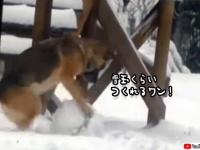 中に人入ってないだと？雪を転がし雪玉を作れる犬