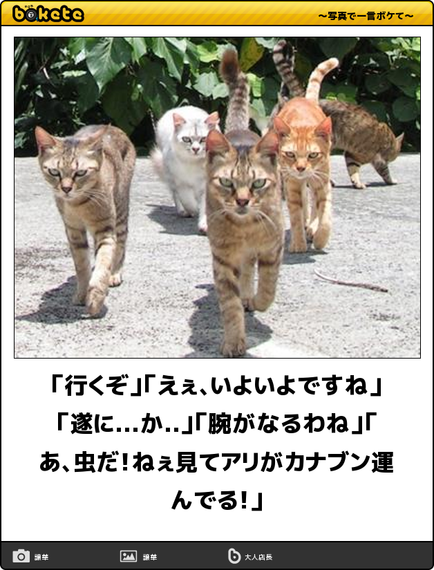 ボケての「行くぞ」「えぇ、いよいよですね」「遂に...か..」「腕がなるわね」「あ、虫だ！ねぇ見てアリがカナブン運んでる！」の画像