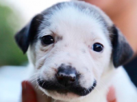 ダリのヒゲのような模様を口元に持つ子犬がキュート＆ラブリー。愛称は「サルバドール・ドリー」