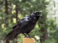 カラスゴスギス！カラスは声に出して数を数えることができることが判明、人間以外では初の事例