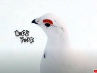 アパホテル推しの鳥？アパよ、アパよんと鳴くおしゃべりなカラフトライチョウ