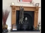 落ちるー！　暖炉の上に登ろうとした猫が失敗してしまい…。