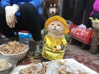 ベトナムでは、犬という名の猫が魚屋での看板店員をつとめているらしい。