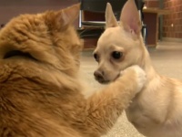 先天性障害で走れなかったチワワに飼い主が贈ったプレゼントが優しすぎる