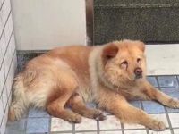 毎日飼い主の帰りを駅で待ち続ける中国のハチ公