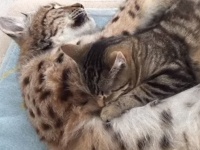 仲良しなんやから～！オオヤマネコとイエネコが抱き合って眠るの