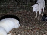 「この子をお願い！」「任された！」生まれたばかりの子羊を優しく見守るグレートピレニーズの番犬